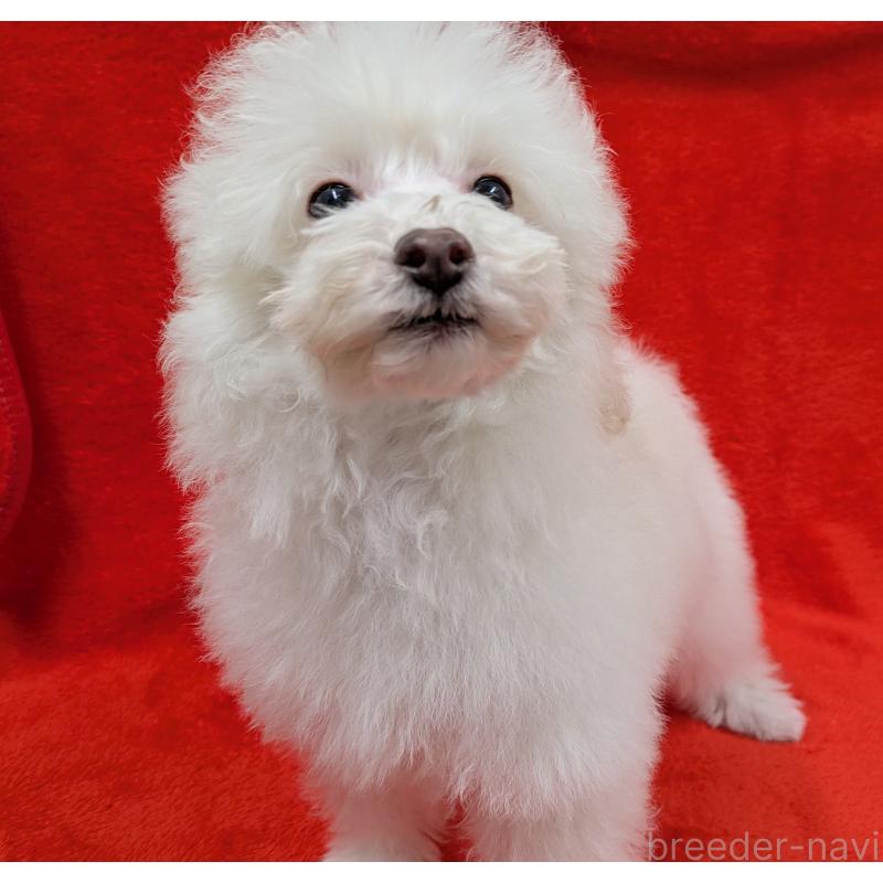 販売中の滋賀県のトイプードル-437499の6枚目