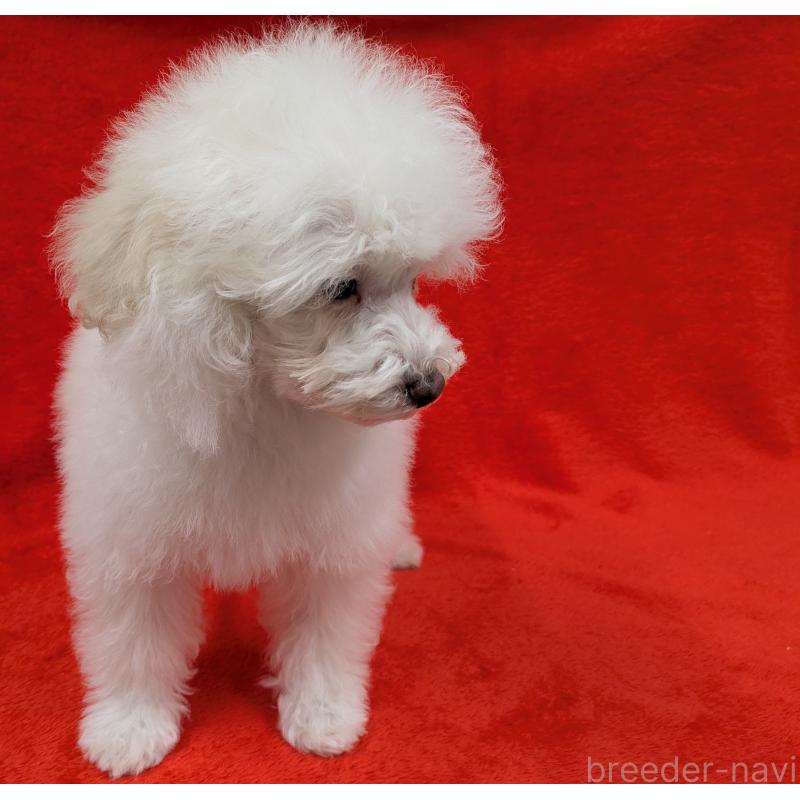 販売中の滋賀県のトイプードル-437499の5枚目