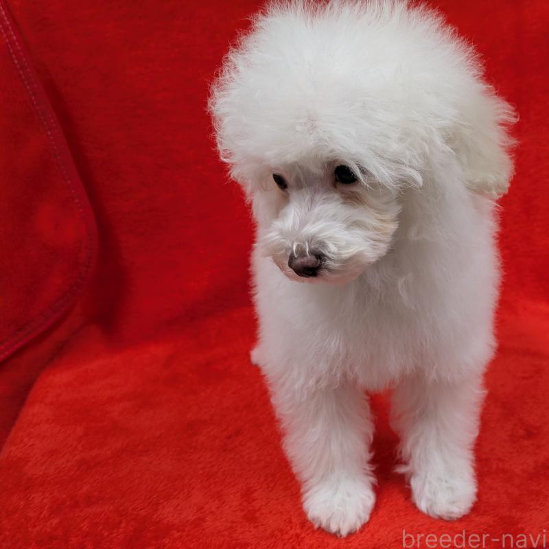 販売中の滋賀県のトイプードル-437499の4枚目