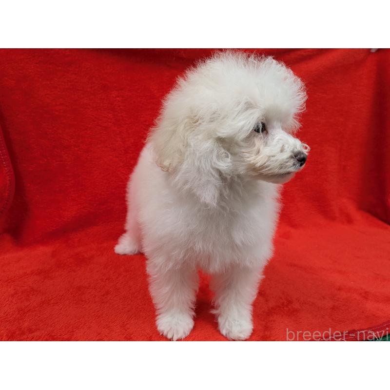 販売中の滋賀県のトイプードル-437499の3枚目