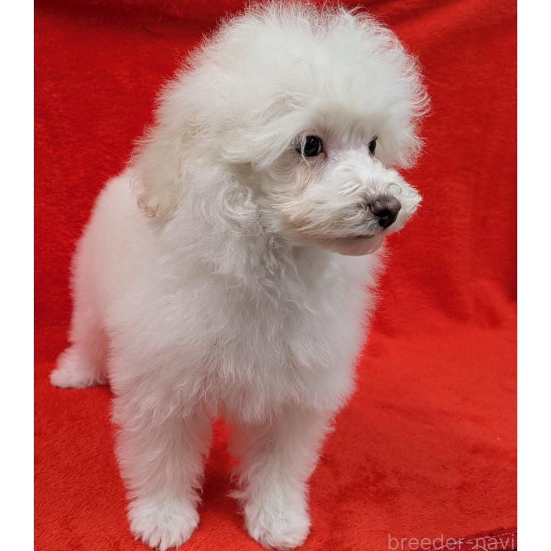 販売中の滋賀県のトイプードル-437499の2枚目