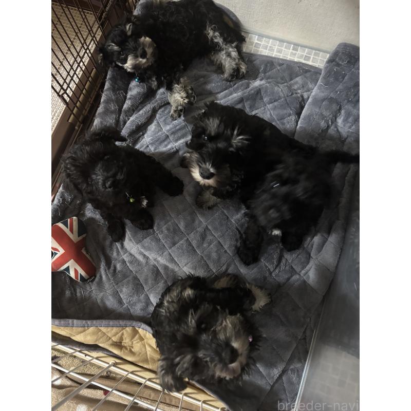 販売中の埼玉県のミニチュアシュナウザー-429578の2枚目