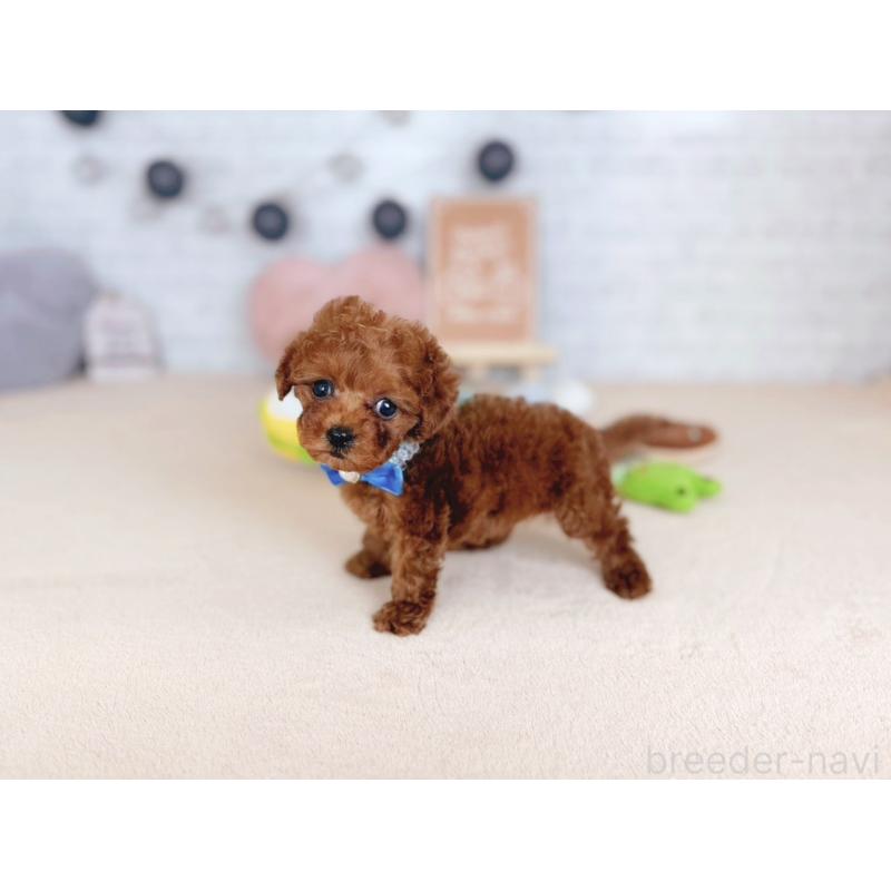 販売中の北海道のタイニープードル-437500の5枚目