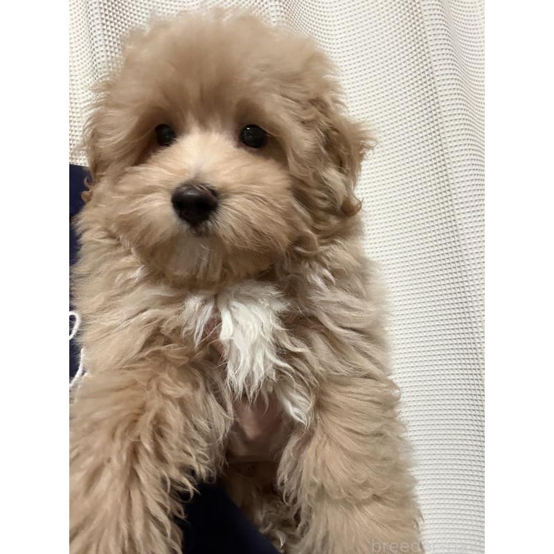 成約済の茨城県のマルプー:マルチーズ×トイプードル-423370の3枚目