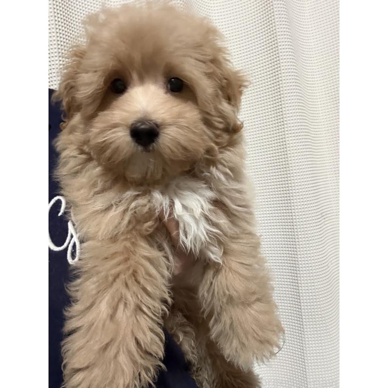 成約済の茨城県のマルプー:マルチーズ×トイプードル-423370の2枚目