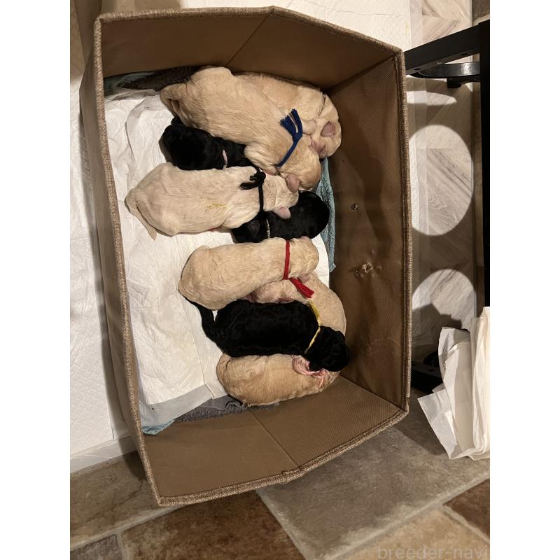 販売中の静岡県のラブラドゥードル:ラブラドールレトリーバー×プードル-437503の2枚目