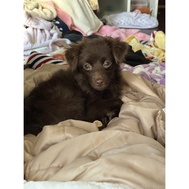 販売中の宮城県のポメプー:ポメラニアン×トイプードル-418611の3枚目