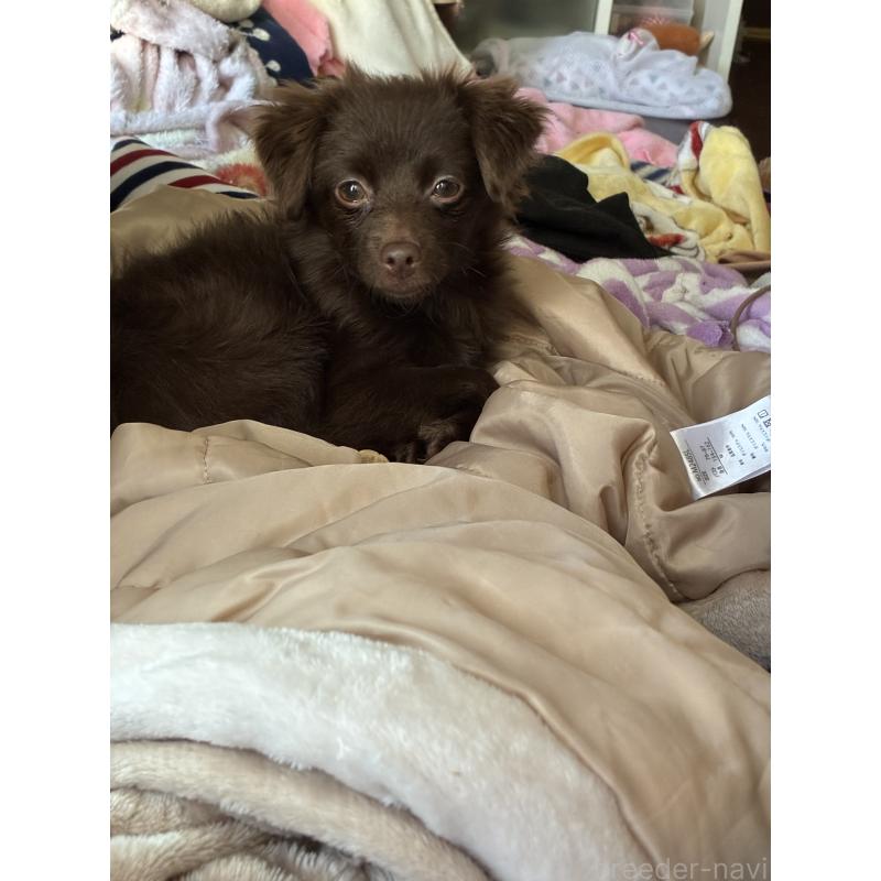 販売中の宮城県のポメプー:ポメラニアン×トイプードル-418611の2枚目