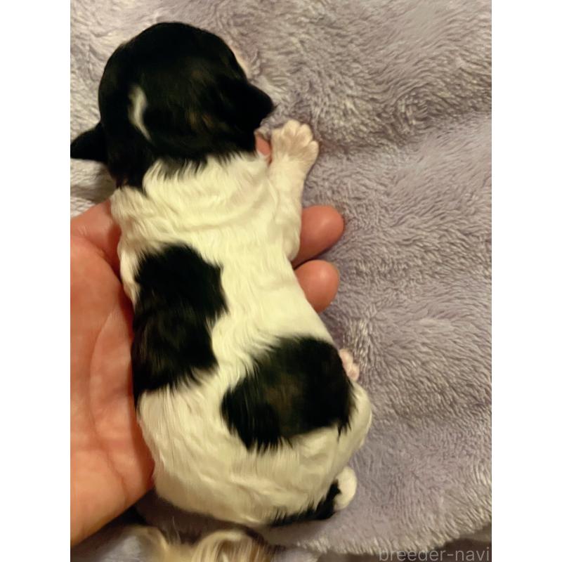 販売中の北海道のトイプードル-436410の6枚目