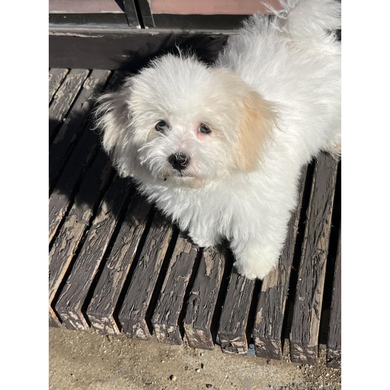 販売中の埼玉県のミックス犬-420765の3枚目