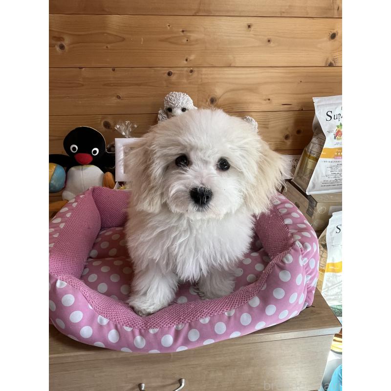 販売中の埼玉県のミックス犬-420765の2枚目