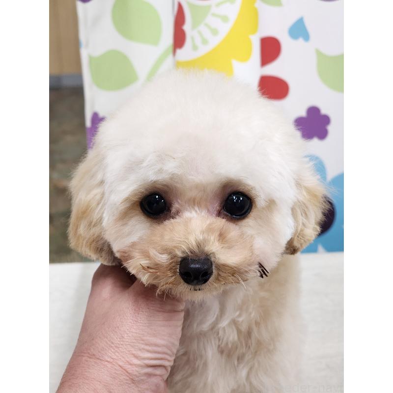 販売中の香川県のティーカッププードル-428826