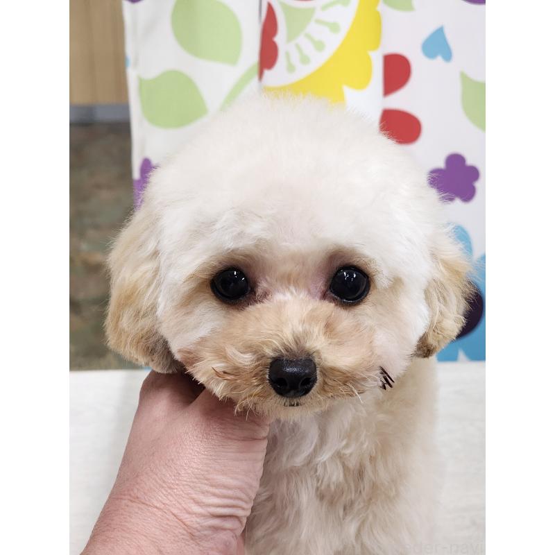 販売中の香川県のティーカッププードル-428826の3枚目