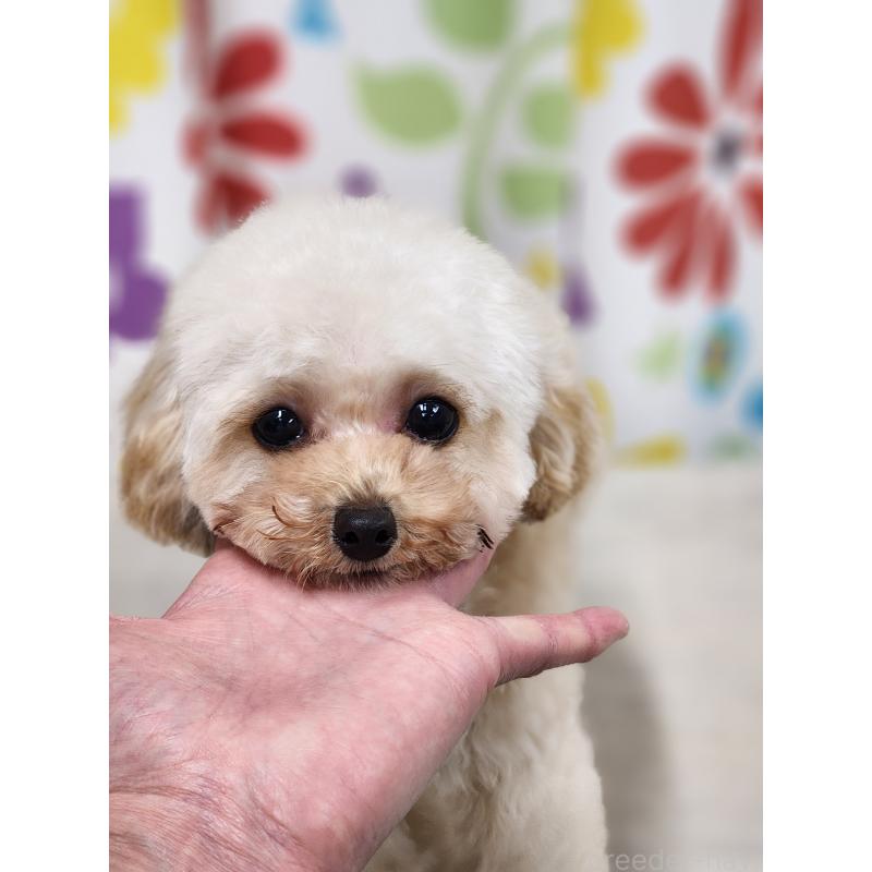 販売中の香川県のティーカッププードル-428826の2枚目