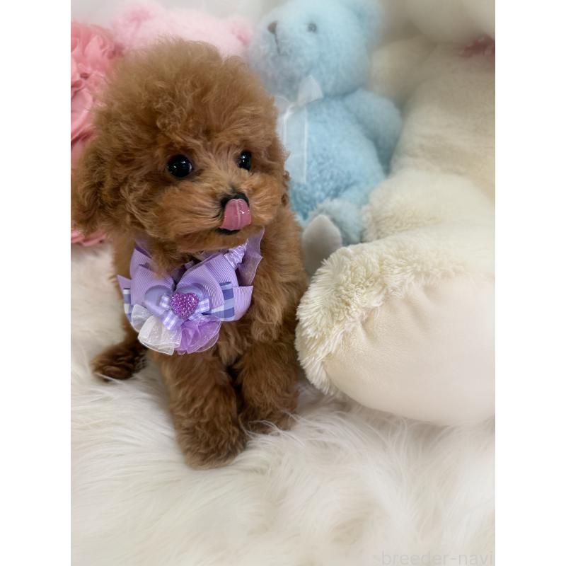 販売中の香川県のタイニープードル-433664の10枚目