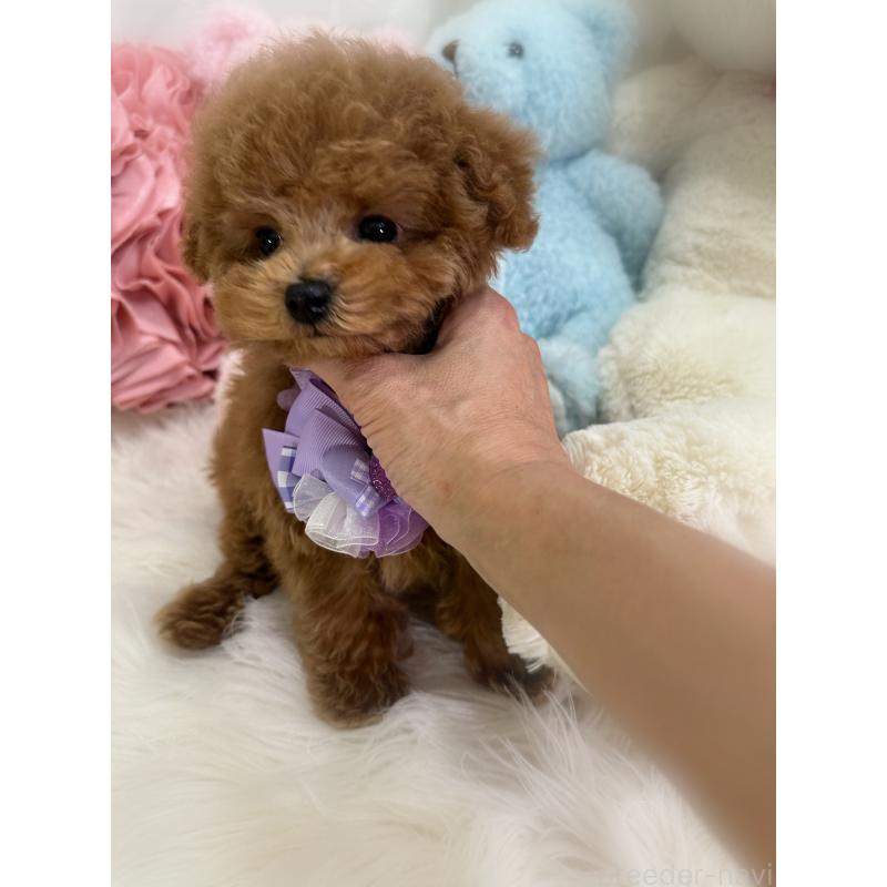 販売中の香川県のタイニープードル-433664の9枚目