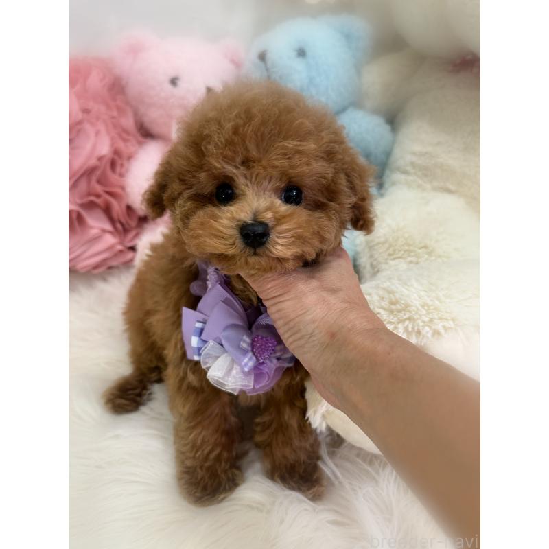 販売中の香川県のタイニープードル-433664の8枚目