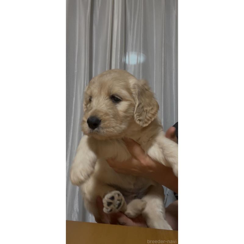 販売中の佐賀県のミックス犬-437506の5枚目