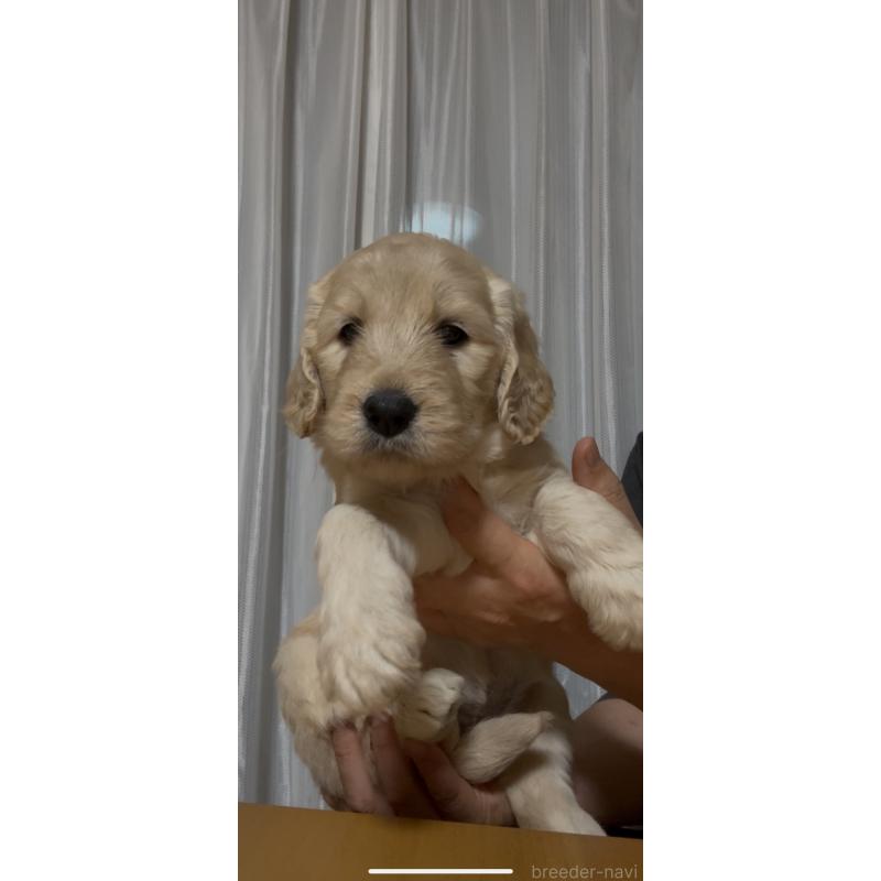 販売中の佐賀県のミックス犬-437506の4枚目