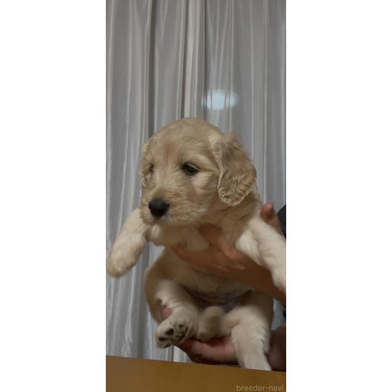 販売中の佐賀県のミックス犬-437506の3枚目