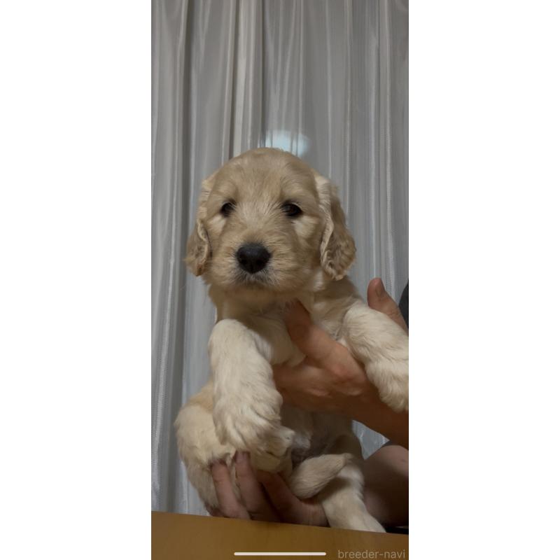 販売中の佐賀県のミックス犬-437506の2枚目