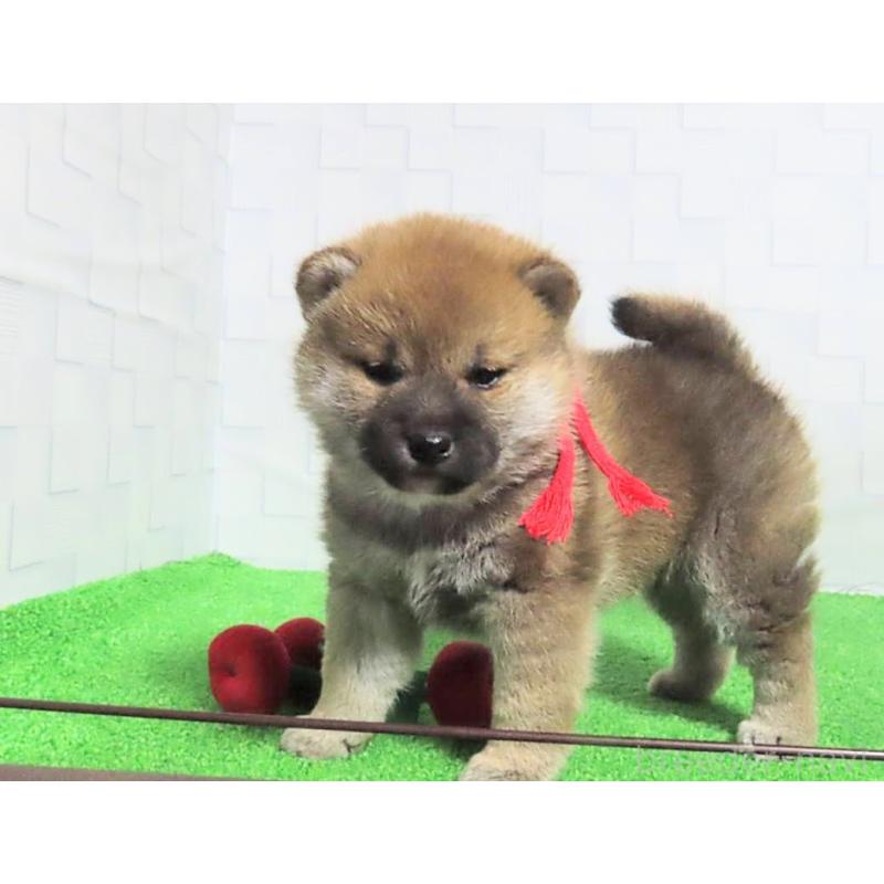 販売中の大阪府の柴犬-437507の11枚目