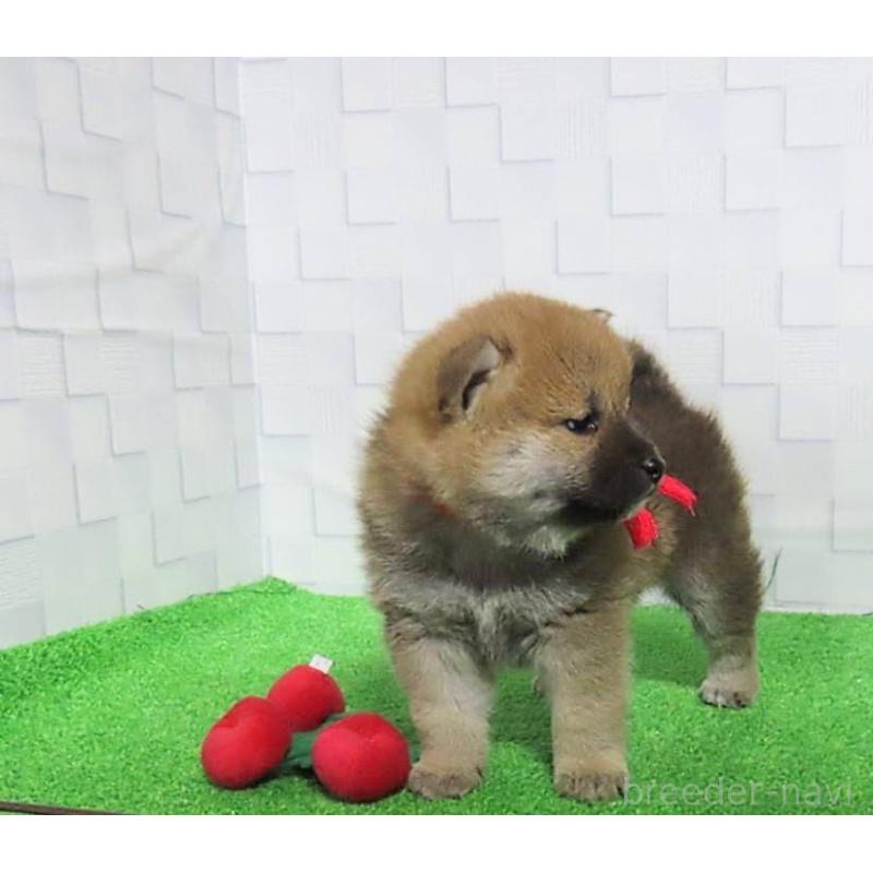 販売中の大阪府の柴犬-437507の10枚目