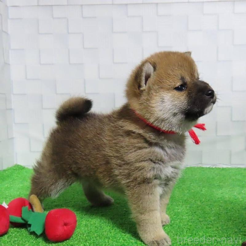 販売中の大阪府の柴犬-437507の9枚目