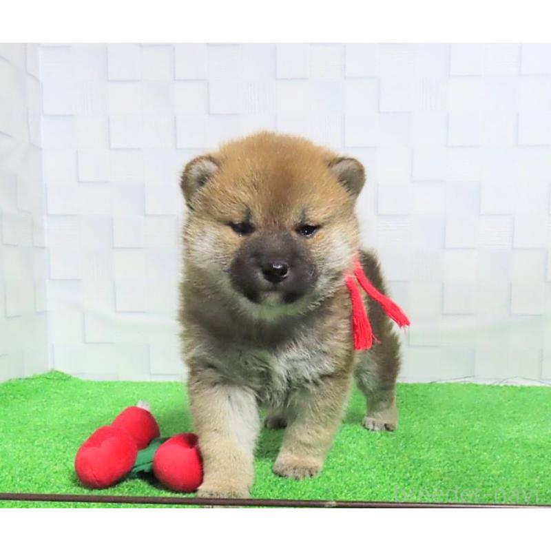 販売中の大阪府の柴犬-437507の8枚目