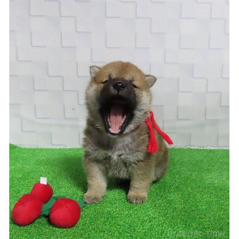 販売中の大阪府の柴犬-437507の7枚目