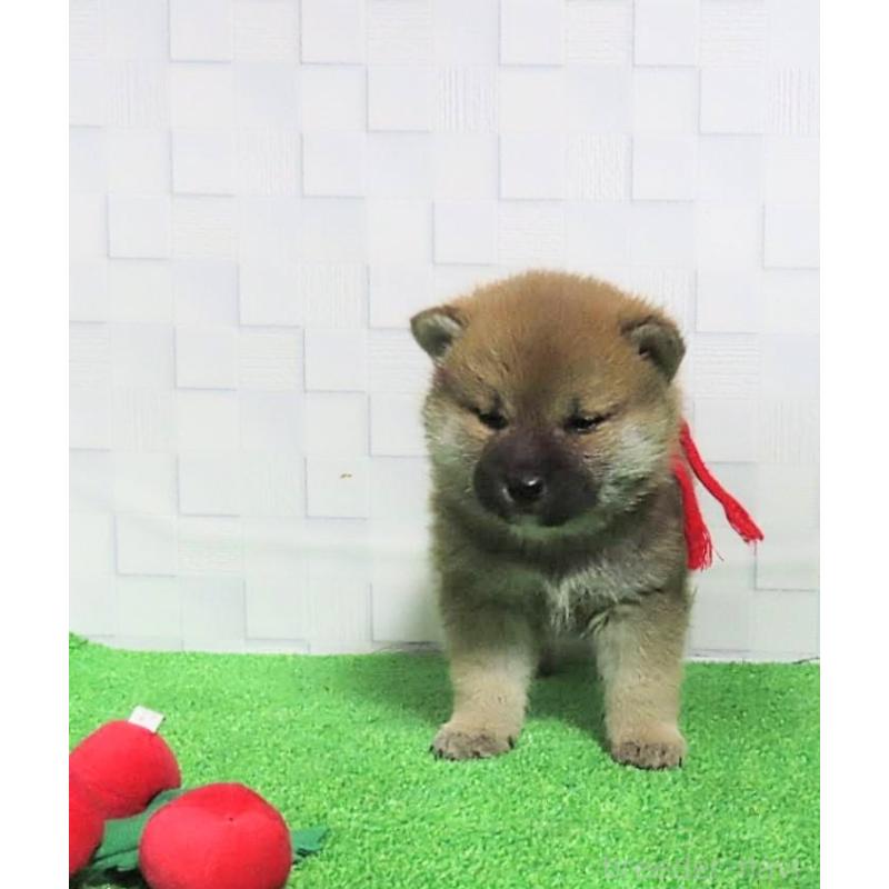 販売中の大阪府の柴犬-437507の6枚目