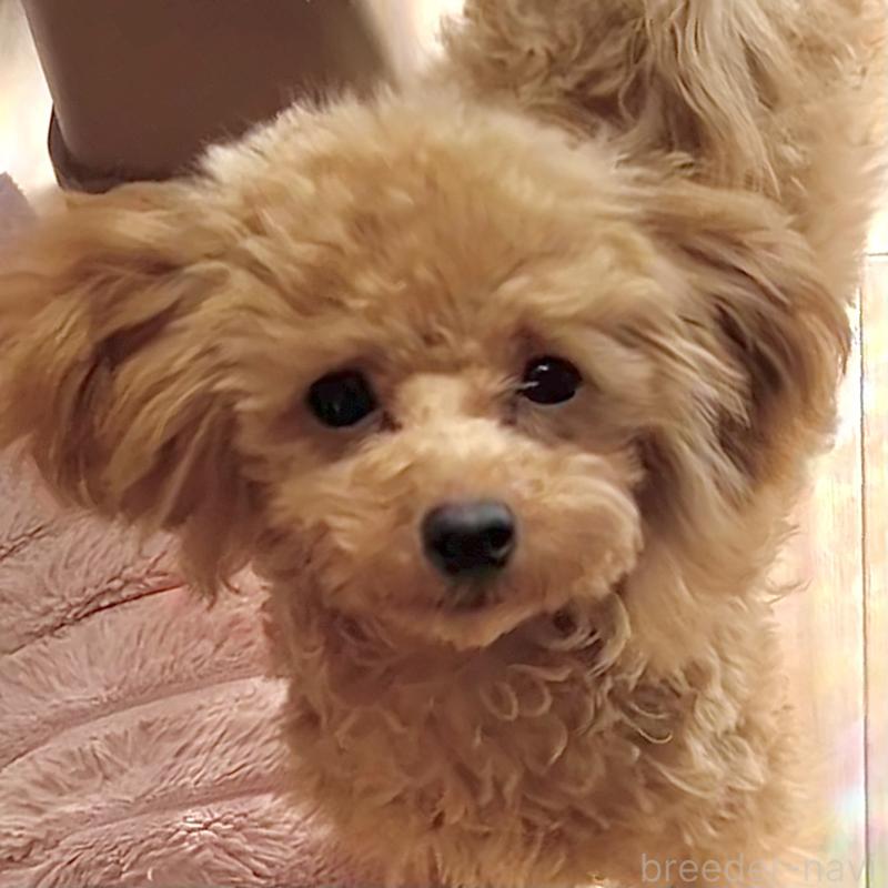 販売中の福岡県のタイニープードル-419432の1枚目