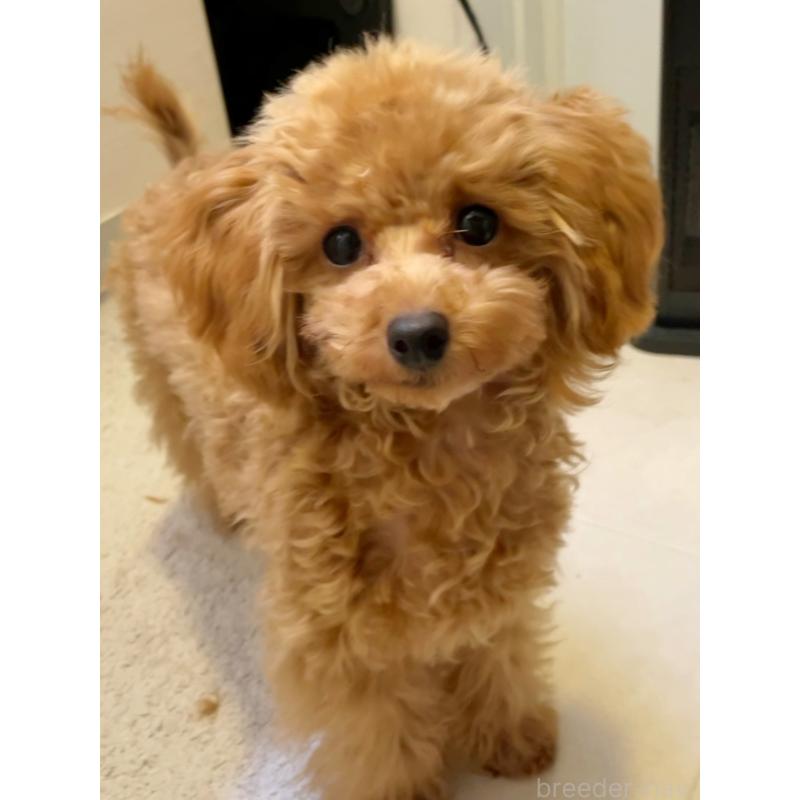 販売中の福岡県のタイニープードル-419432の10枚目