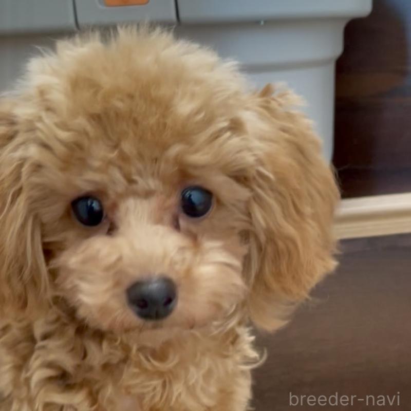 販売中の福岡県のタイニープードル-419432の9枚目