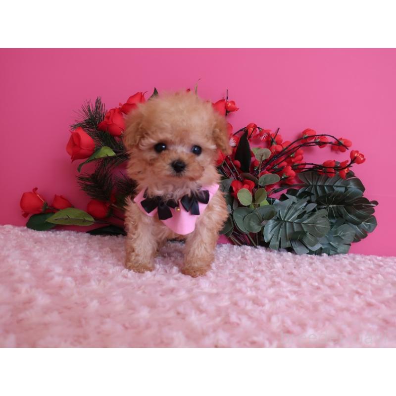 販売中の鹿児島県のティーカッププードル-437508