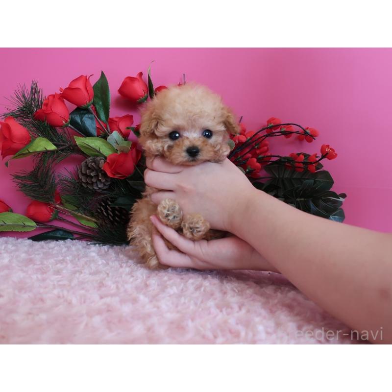 販売中の鹿児島県のティーカッププードル-437508の14枚目