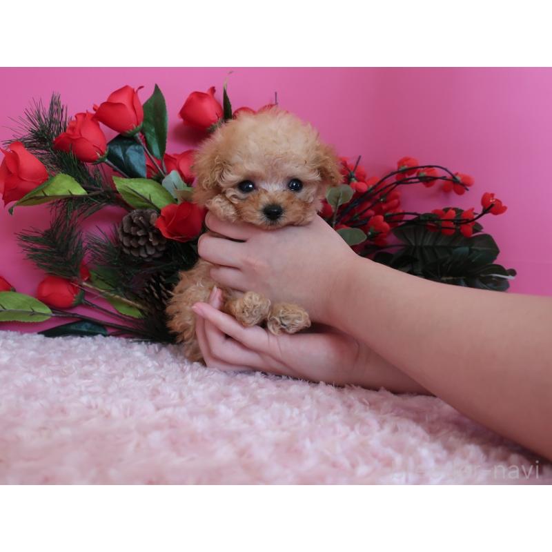 販売中の鹿児島県のティーカッププードル-437508の13枚目