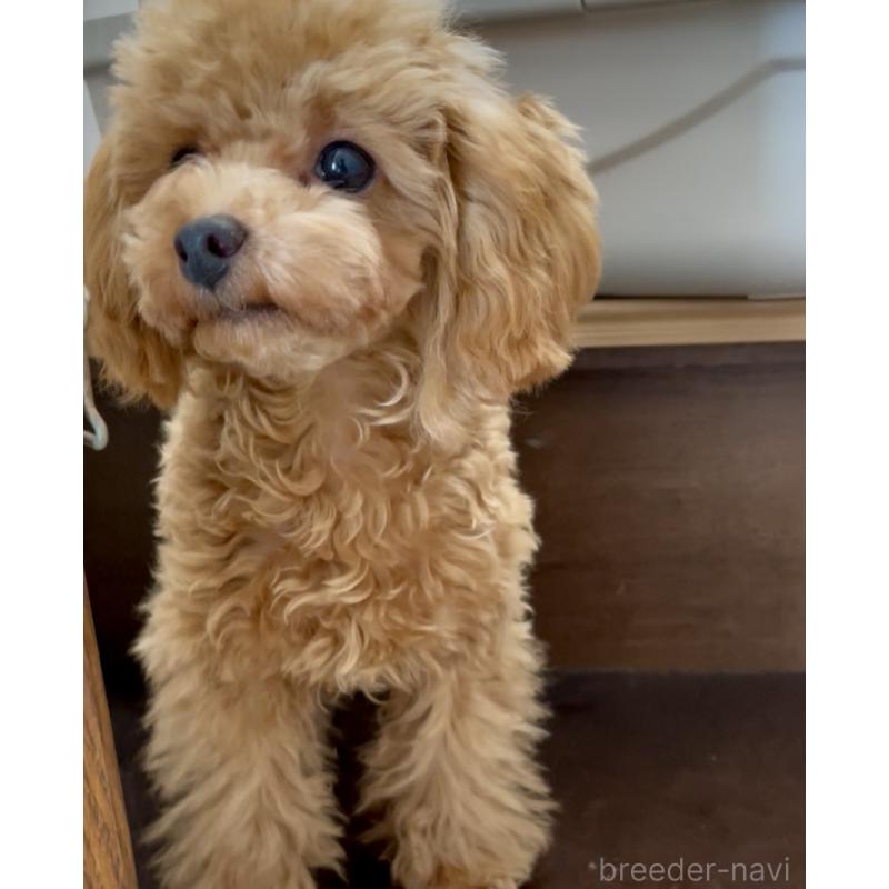 販売中の福岡県のタイニープードル-419432の8枚目