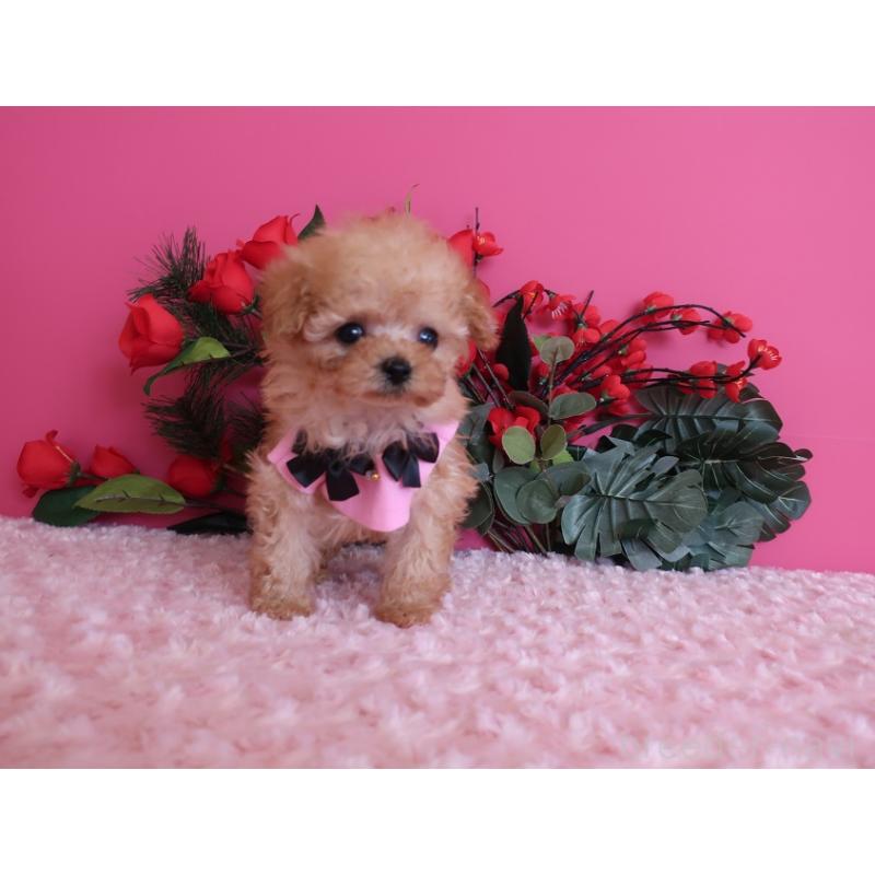 販売中の鹿児島県のティーカッププードル-437508の12枚目