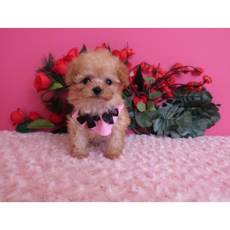 販売中の鹿児島県のティーカッププードル-437508の11枚目