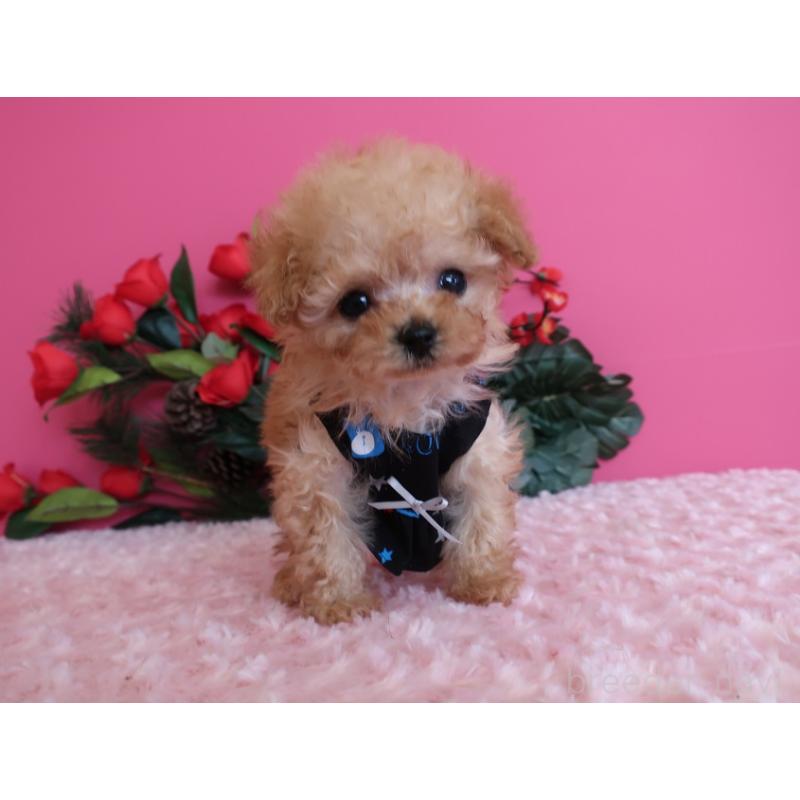 販売中の鹿児島県のティーカッププードル-437508の10枚目