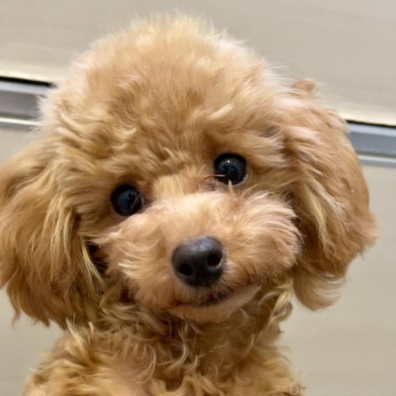 販売中の福岡県のタイニープードル-419432の7枚目