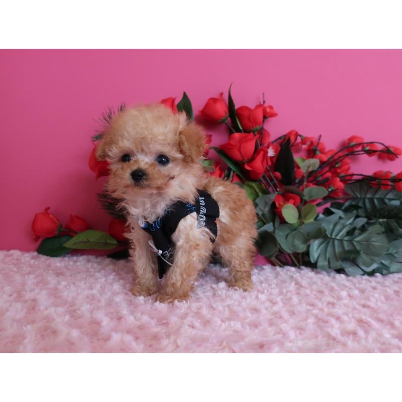 販売中の鹿児島県のティーカッププードル-437508の9枚目