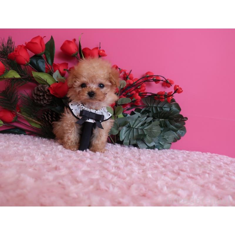 販売中の鹿児島県のティーカッププードル-437508の8枚目