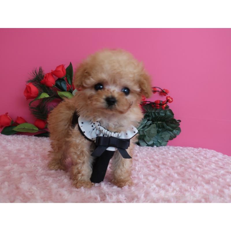 販売中の鹿児島県のティーカッププードル-437508の7枚目