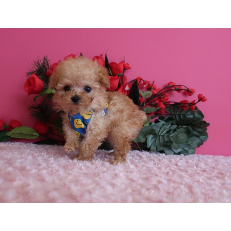 販売中の鹿児島県のティーカッププードル-437508の6枚目