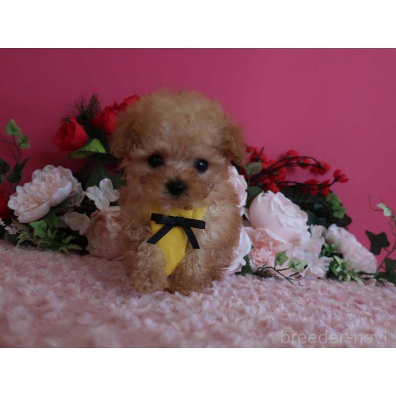 販売中の鹿児島県のティーカッププードル-437508の5枚目