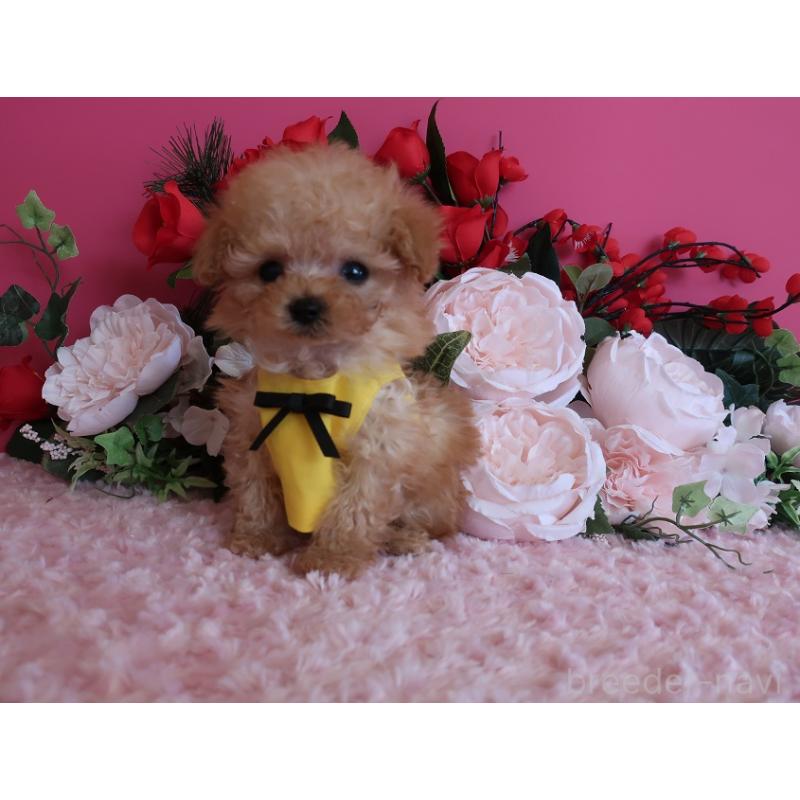 販売中の鹿児島県のティーカッププードル-437508の4枚目