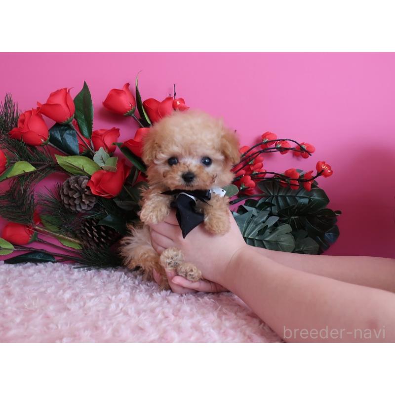 販売中の鹿児島県のティーカッププードル-437508の3枚目