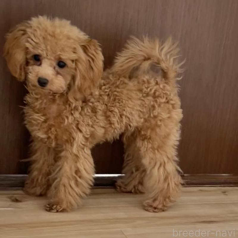 販売中の福岡県のタイニープードル-419432の6枚目